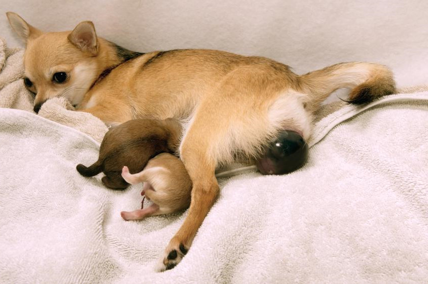How Long Does Chihuahua Stay In Heat PETSIDI
