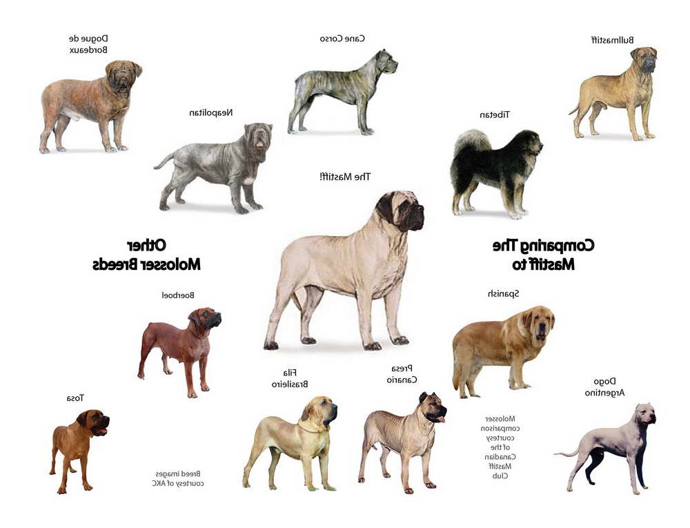 How Many Different Mastiff Breeds Are There