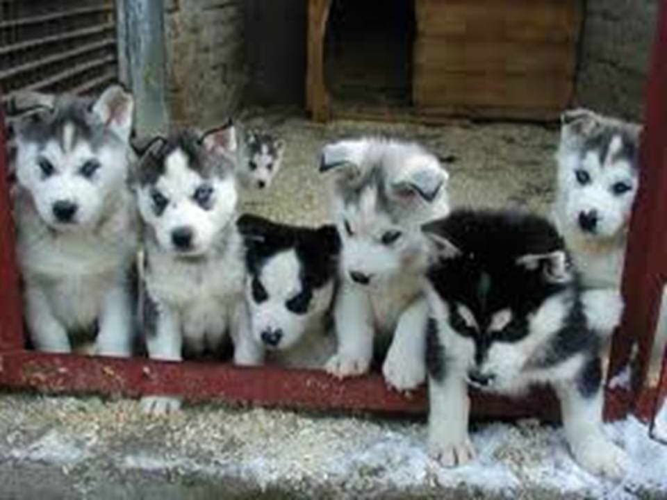 How Many Puppies Can A Siberian Husky Have