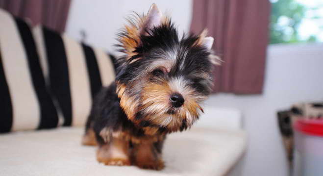 How Many Puppies Can A Yorkshire Terrier Have