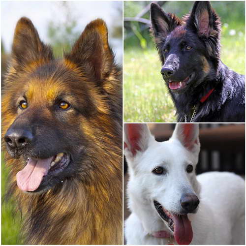 How Many Types Of German Shepherd Dogs Are There