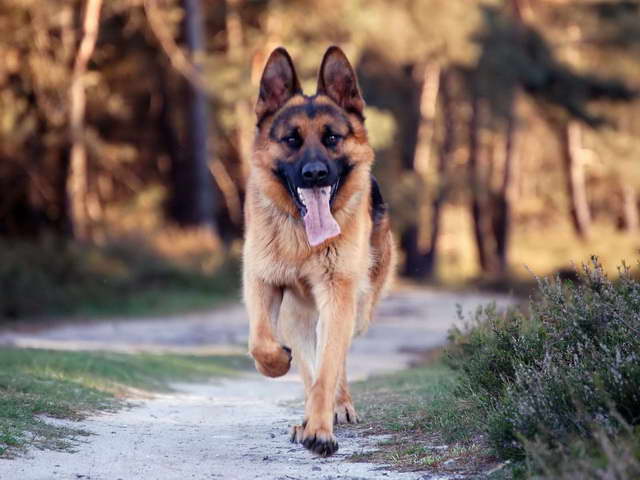 How Much A German Shepherd Cost