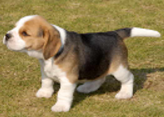 How Much Are Beagle Dogs