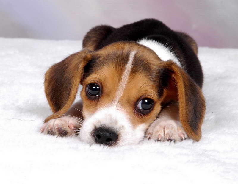 How Much Are Beagle Puppies