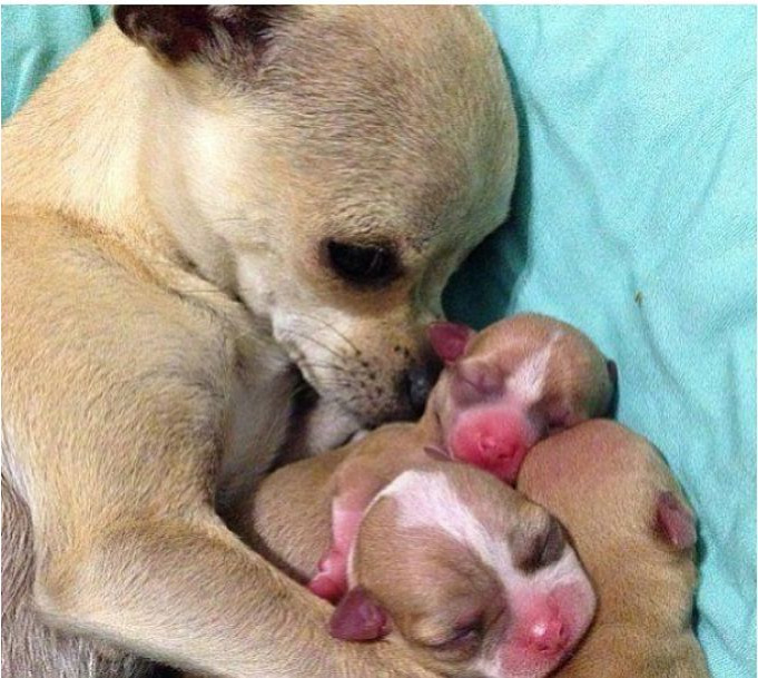 How Much Are Chihuahua Puppies