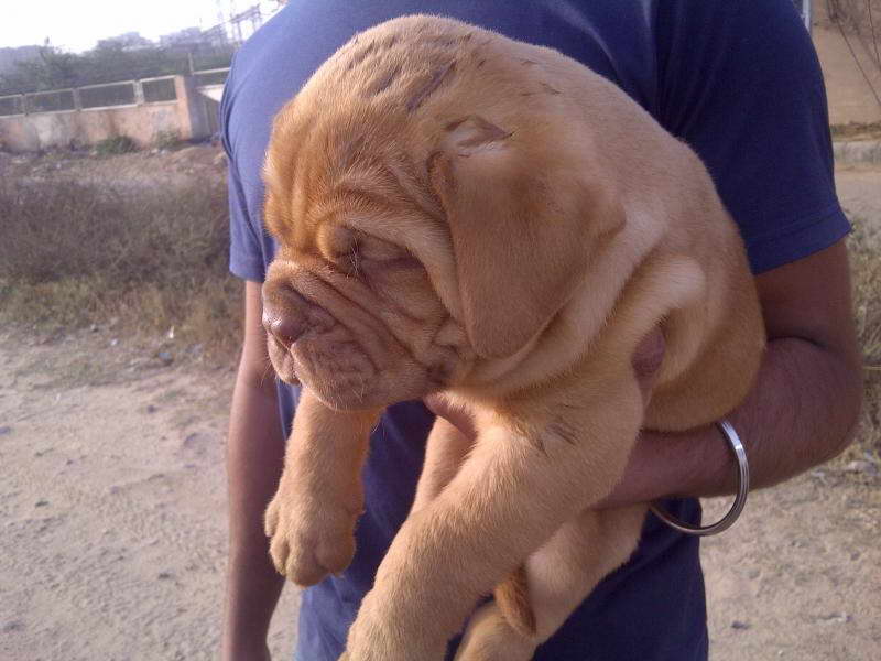 How Much Are French Mastiff Puppies