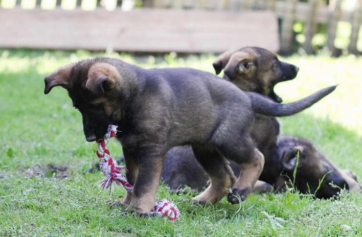 How Much Are German Shepherd Puppies Worth