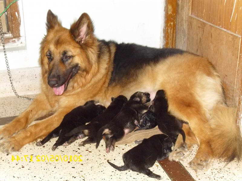 How Much Are German Shepherd Puppies