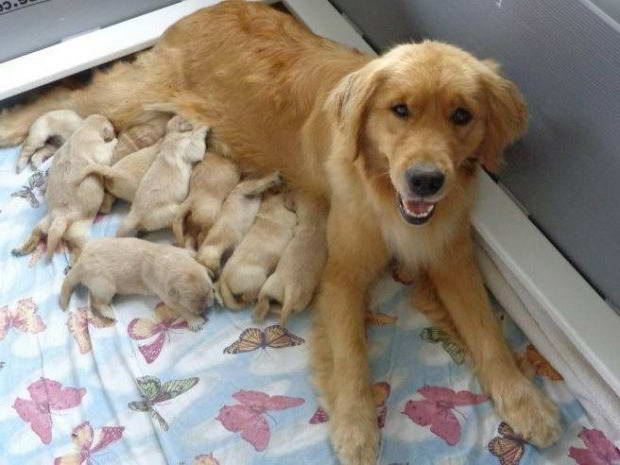 How Much Are Golden Retriever Puppies Worth