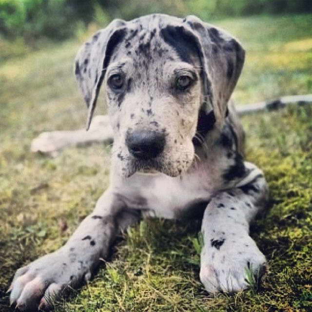 How Much Are Great Dane Puppies