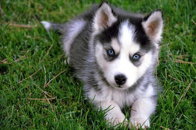 How Much Are Husky Dogs
