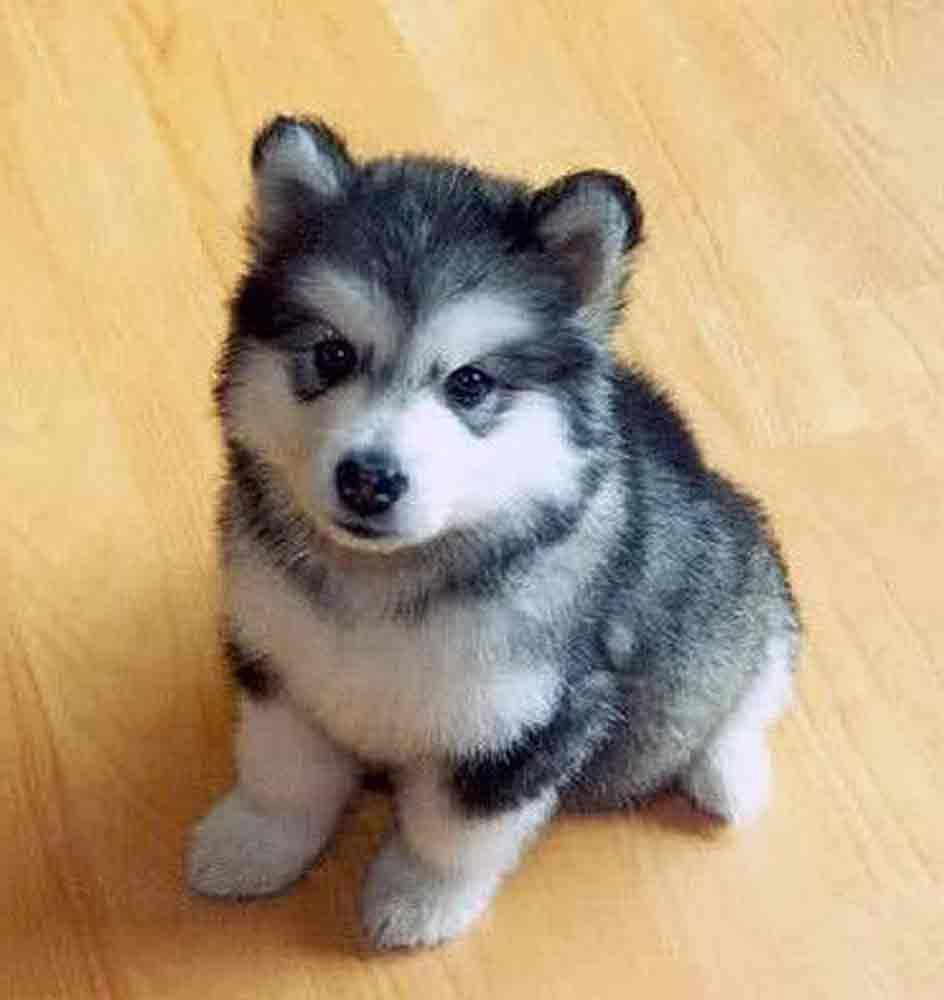 How Much Are Husky Pups