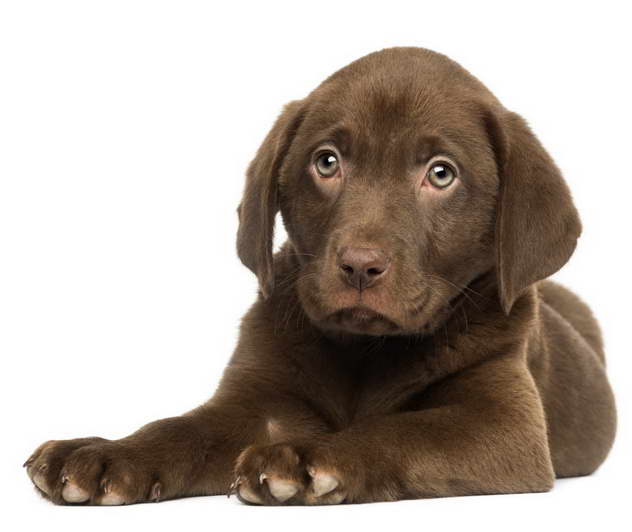 How Much Are Labrador Puppies