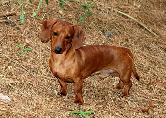 How Much Are Miniature Dachshund