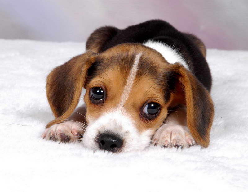 How Much Do Beagle Puppies Cost