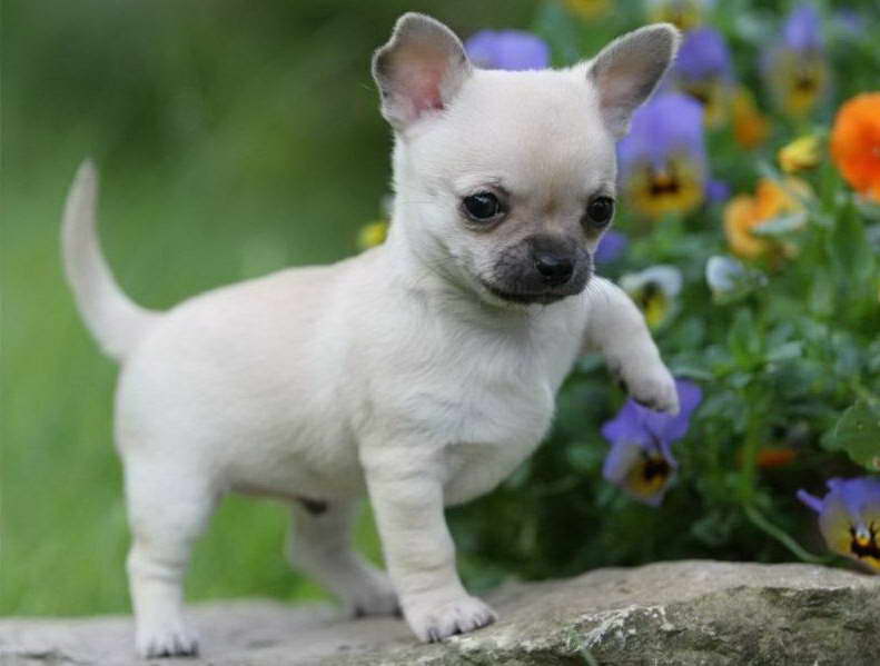 How Much Do Chihuahua Puppies Cost PETSIDI