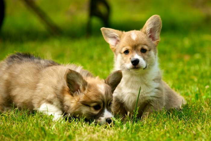 How Much Do Corgi Puppies Cost