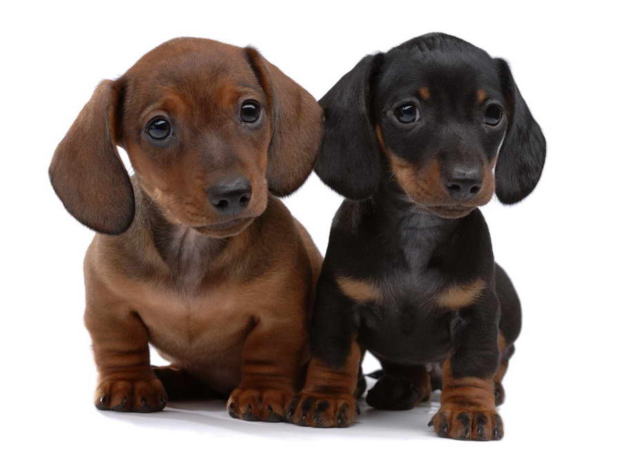 How Much Do Dachshund Puppies Cost PETSIDI