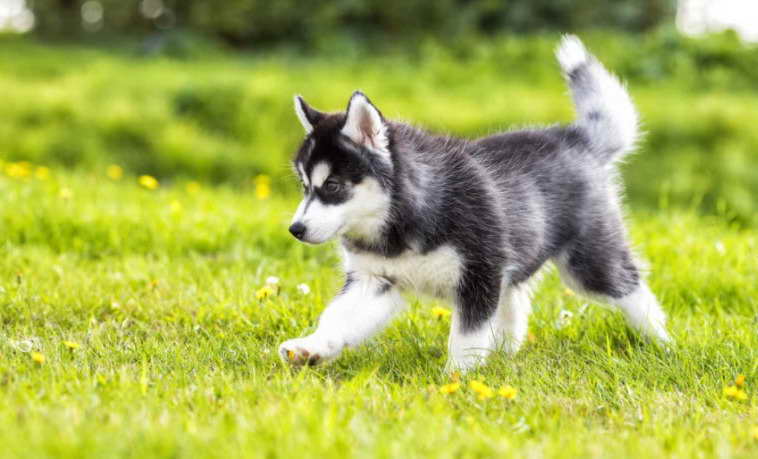 How Much Do Husky Puppies Cost