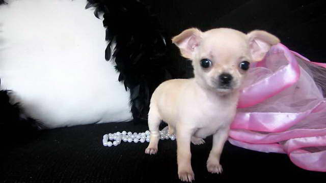 How Much Do Teacup Chihuahua Puppies Cost