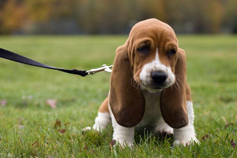 How Much Does A Basset Hound Cost