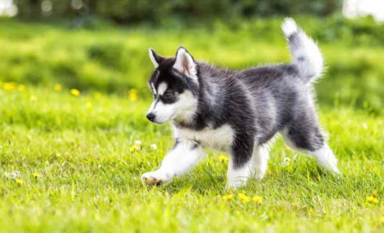 How Much Does A Husky Puppy Cost