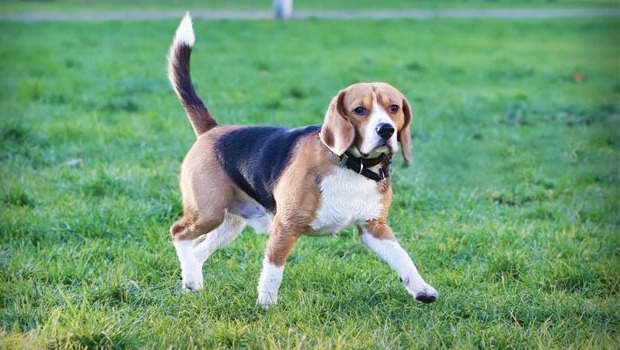 How Much Exercise Does A Beagle Need