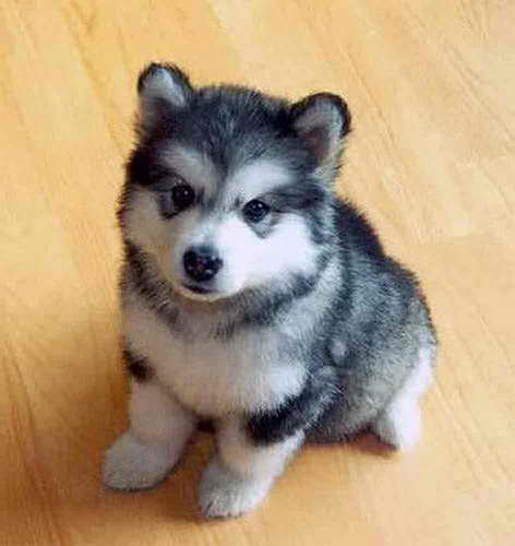 How Much Is A Baby Husky