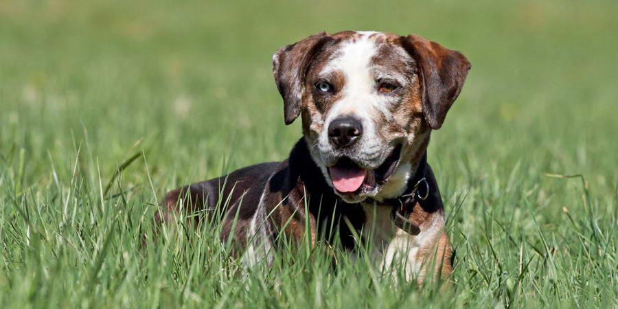 How Much Is A Catahoula Leopard Dog