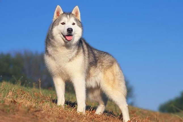 How Much Is A Full Breed Husky