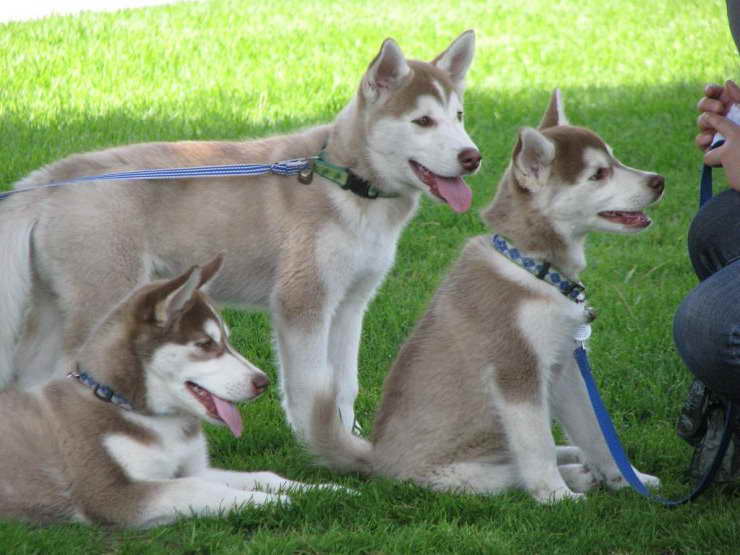 How Much Is A Purebred Husky