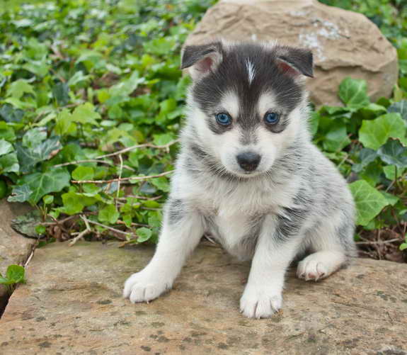 How Much Is It To Buy A Husky