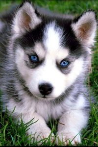 How Much Money Is A Baby Husky