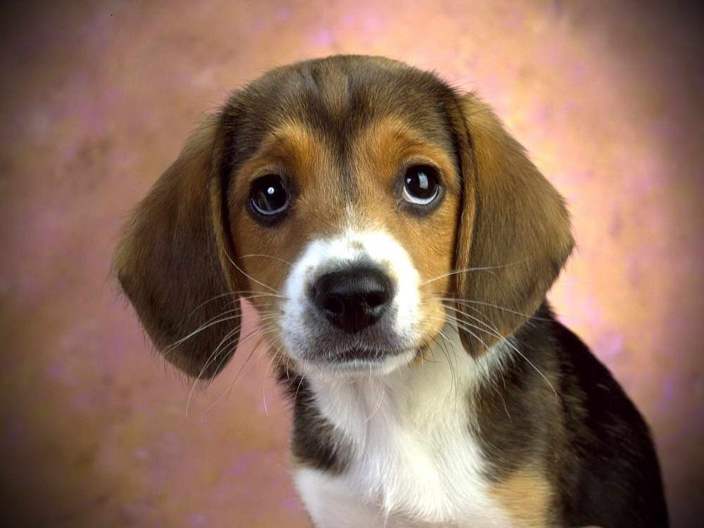 How Much Should A Beagle Eat A Day