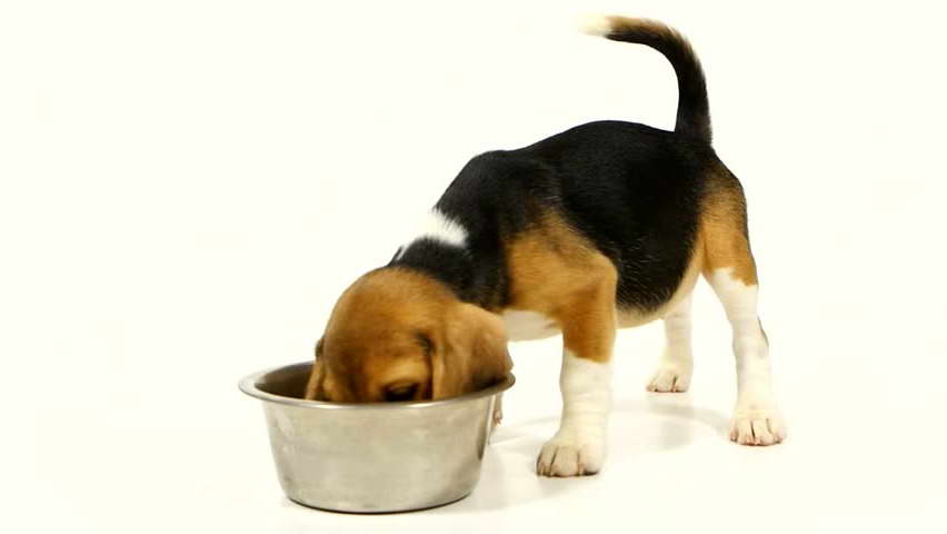 How Much Should A Beagle Puppy Eat