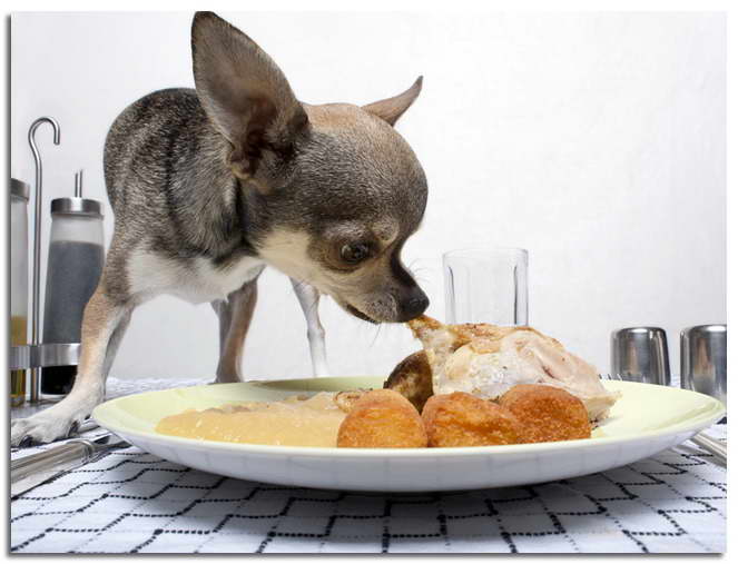 How Much Should A Chihuahua Eat