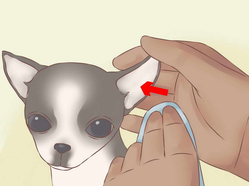 How Much Should A Chihuahua Puppy Eat