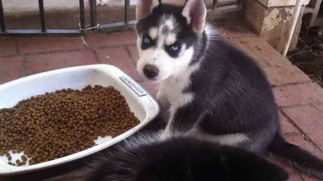 How Much Should A Husky Puppy Eat