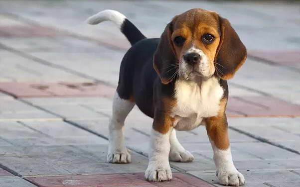 How Much Should I Feed My Beagle