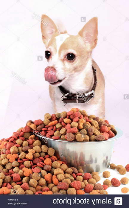 How Much Should You Feed A Chihuahua
