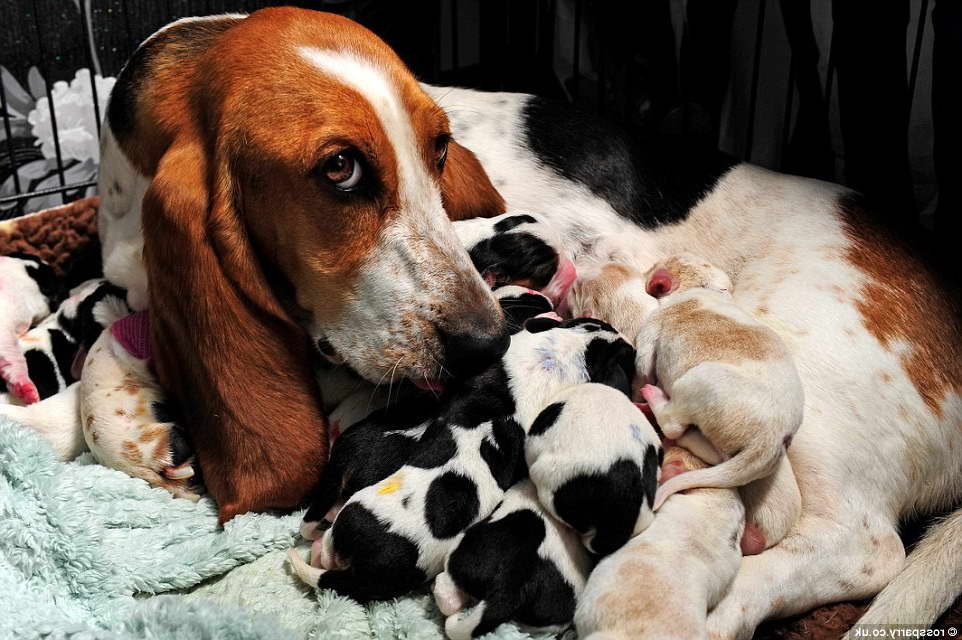 How Much To Feed A Basset Hound Puppy