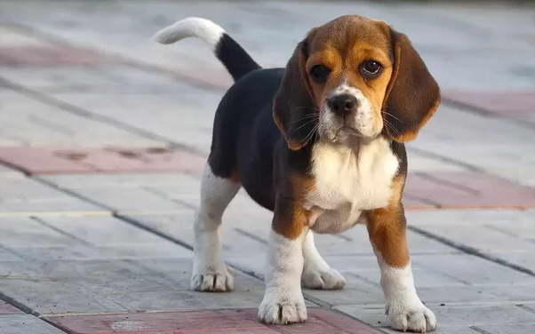 How Much To Feed A Beagle Per Day