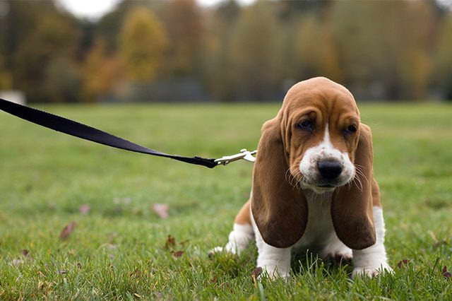 How To Care For A Basset Hound