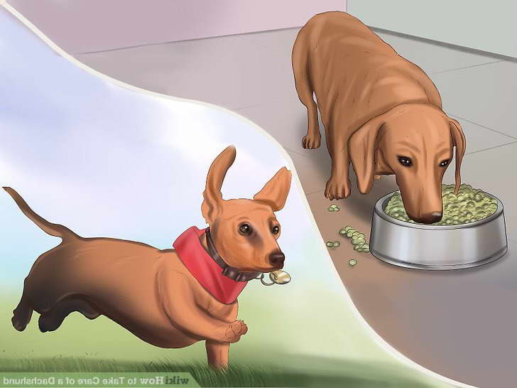 How To Care For A Dachshund