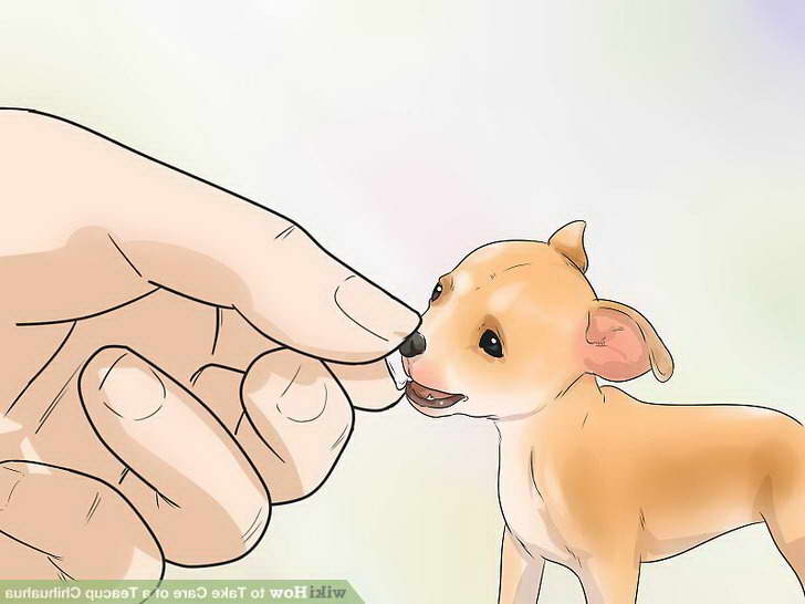 How To Care For A Teacup Chihuahua