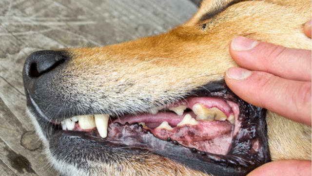 How To Clean Chihuahua Teeth