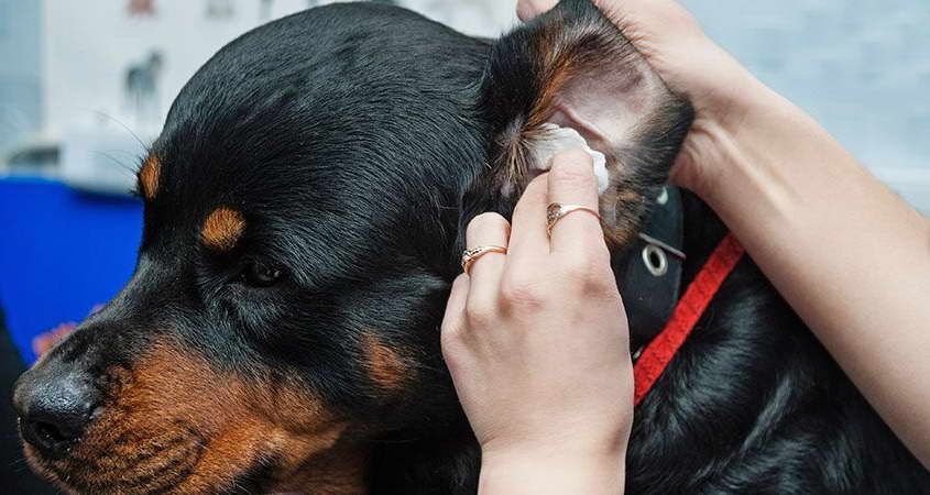 How To Clean Dachshund Ears