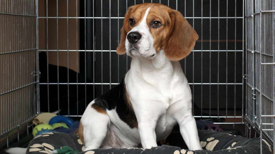 How To Crate Train A Beagle