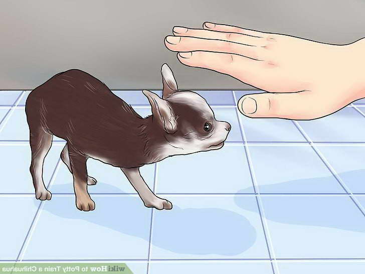 How To Crate Train A Chihuahua PETSIDI