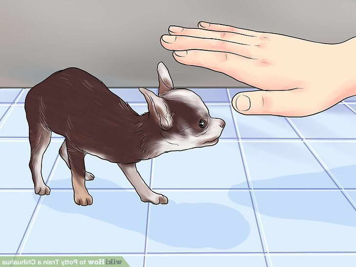 How To Crate Train A Chihuahua